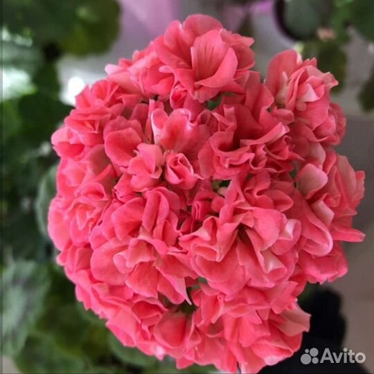 Пеларгония герань сортовая,черенки,70 сортов