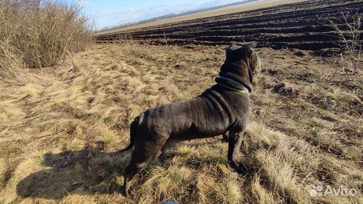 Шарпей вязка