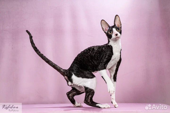 Корниш-рекс