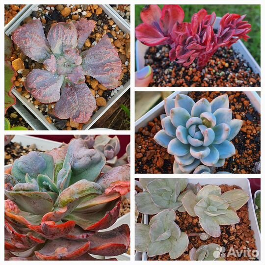 Суккуленты эхеверии
