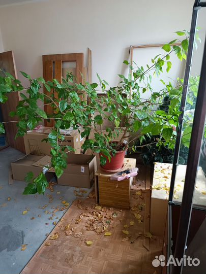 Комнатные растения большие бесплатно