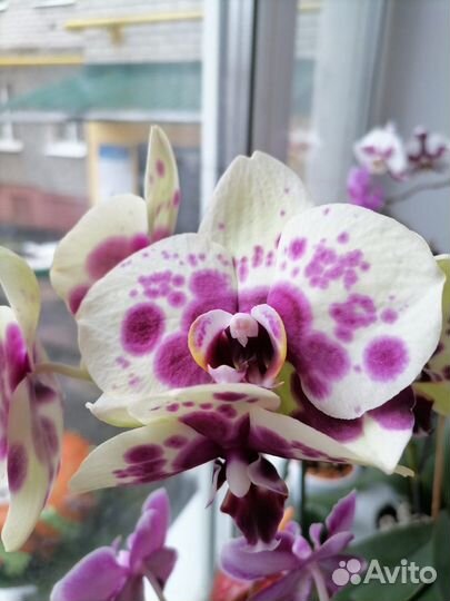 Орхидея фаленопсис