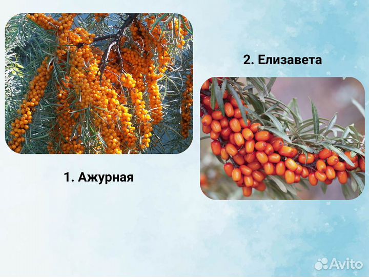 Саженцы Облепихи, Облепиха