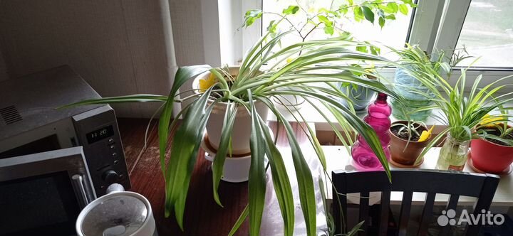Отдам в дар растения Хлорофитум