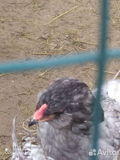 Петушки молодые