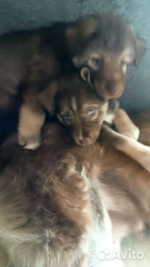 Щенки хаски,мама с документами,1 месяцев