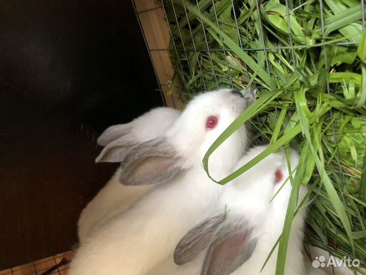 Продаю крольчать калифольнийцы