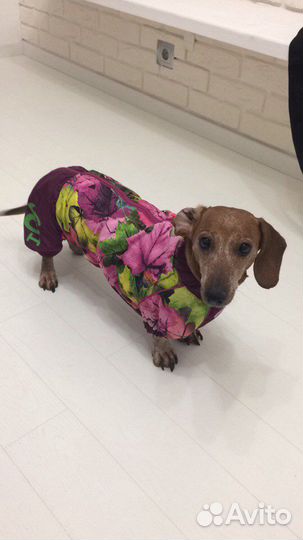 Одежда для собак