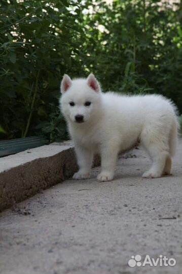 Щенки хаски