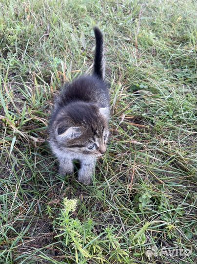 Вислоухий котенок