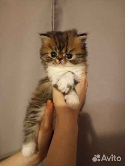 Персидские котята