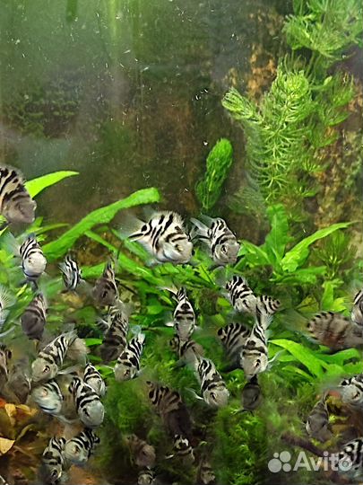 Рыбка сапфировый попугай