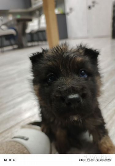 Щенок немецкой овчарки мальчик