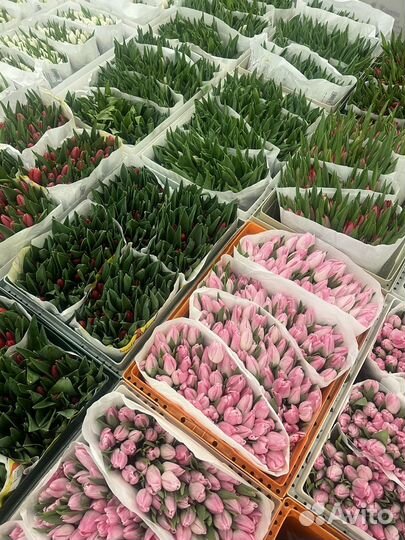 Цветы тюльпаны