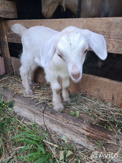 Коза дойная