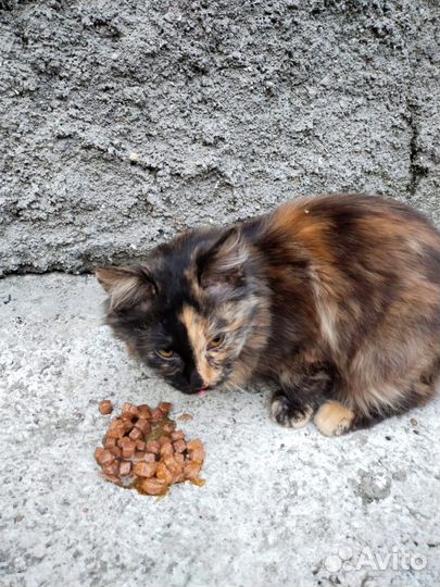 Кошечка в добрые руки