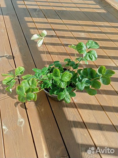 Клубника Альба, Купчиха, Азия усы саженцы рассада