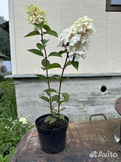 Гортензия метельчатая самарская лидия