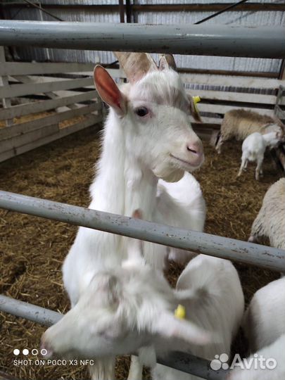 Козел Зааненский