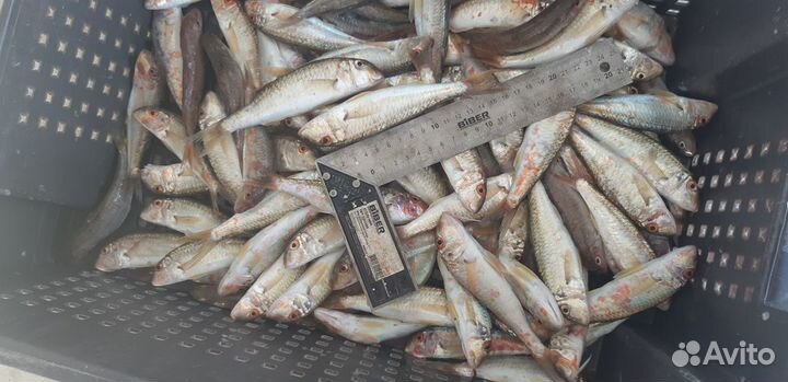 Рыба свежая сарган барабуля ставрида