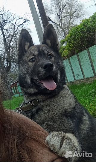 Вязка кобель