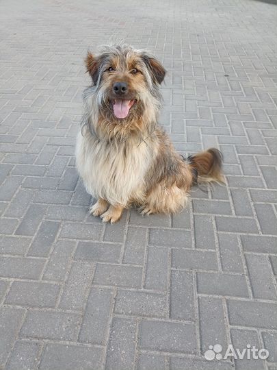 Отдам в хорошие руки
