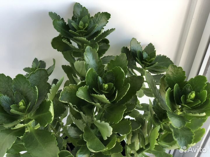 Каланхоэ декоративное