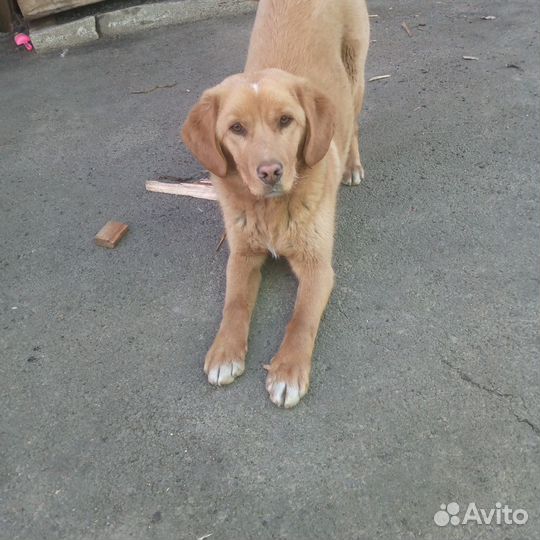 Щенок в добрые руки