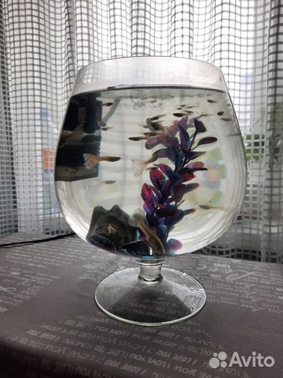 Аквариум с рыбками