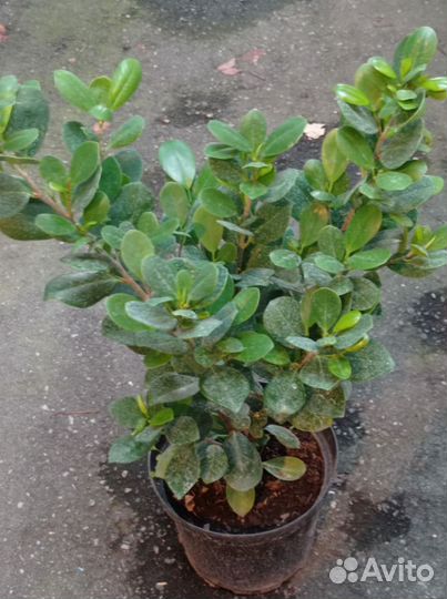 Фикус груглолистный