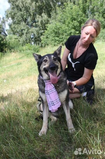 Собаки бесплатно в добрые руки