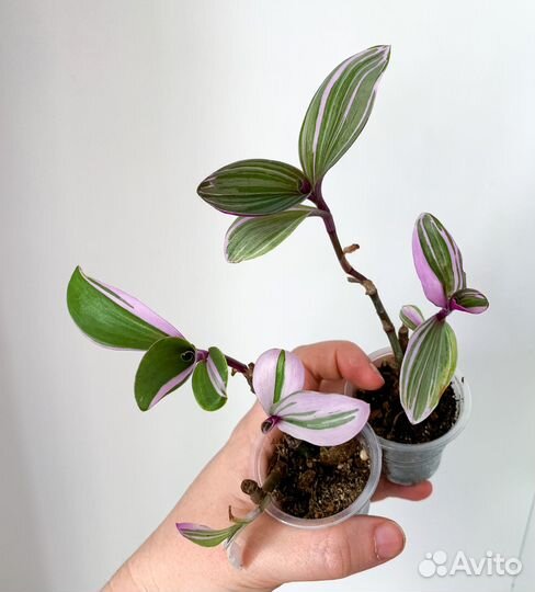 Комнатные растения 2