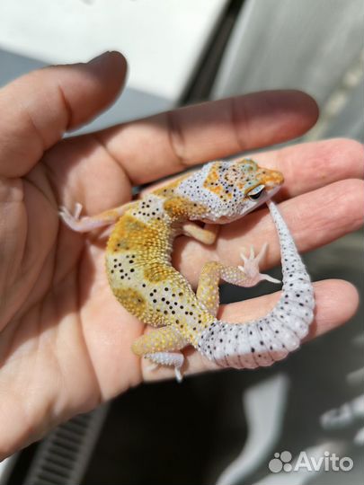 Эублефар продажа