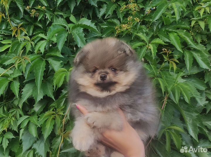 Щенки шпица