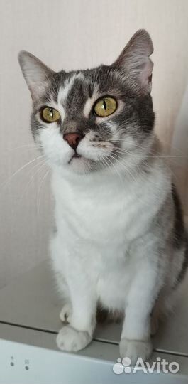 Кошка Маруся в добрые руки