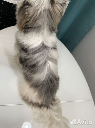 Вязка бивер йорк