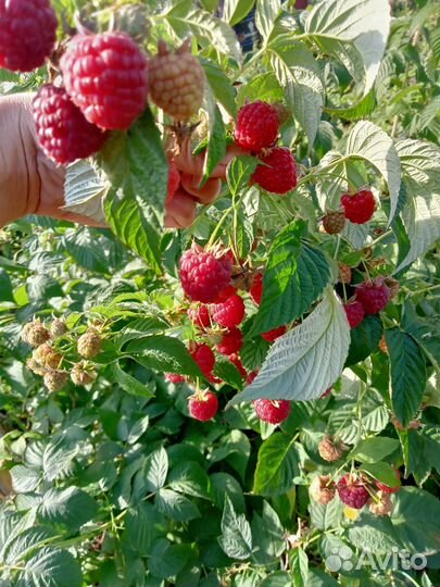 Саженцы ремонтантной малины