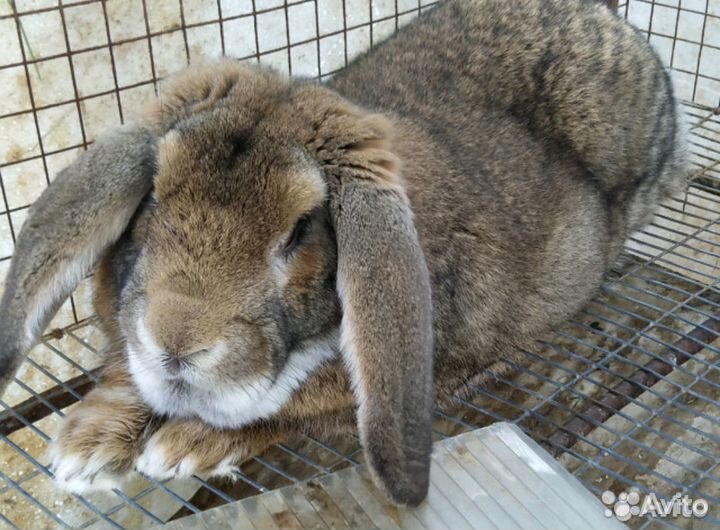 Кролики на племя. Чистая родословная. Французский