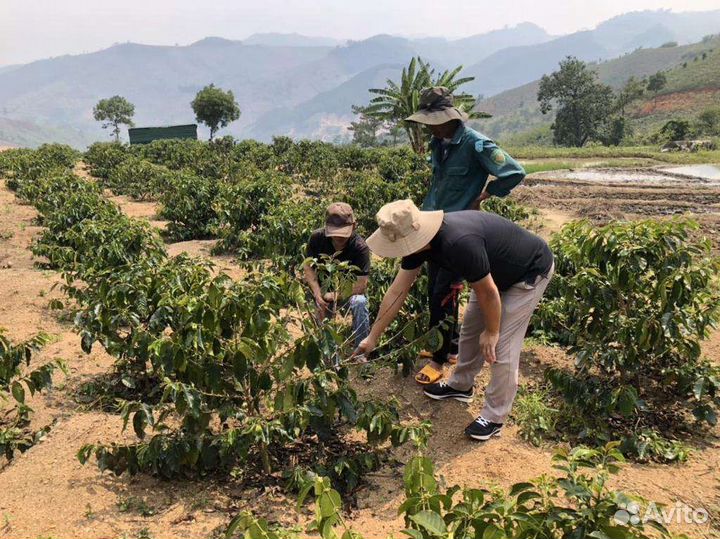 Зелёный кофе в зёрнах опт