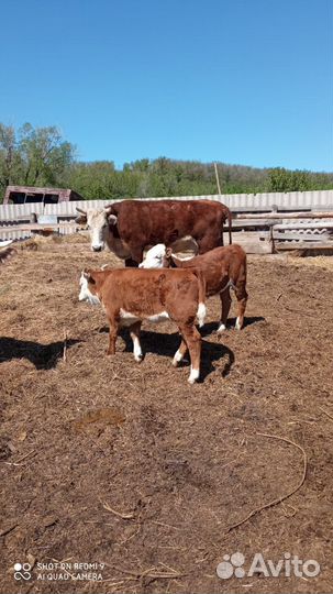 Корова с теленком