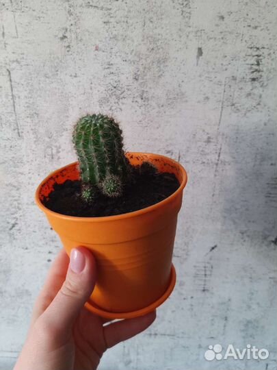 Кактус цветущий. Эхинопсис