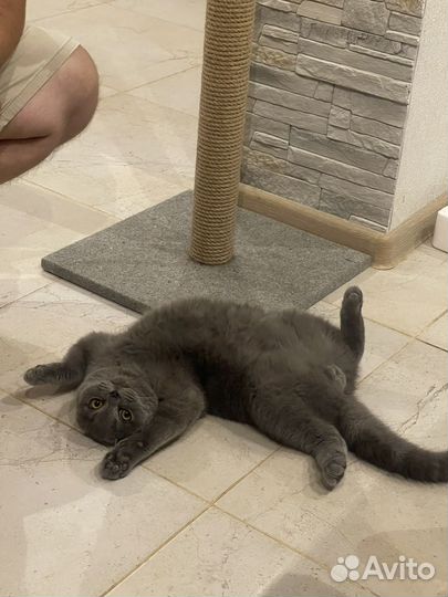 Шотландский кот на вязку