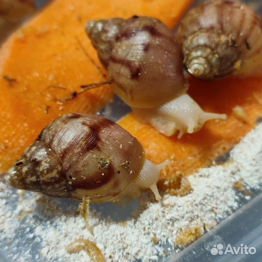 Улитки ахатины альбиносы