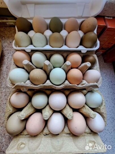 Инкубационное яйцо