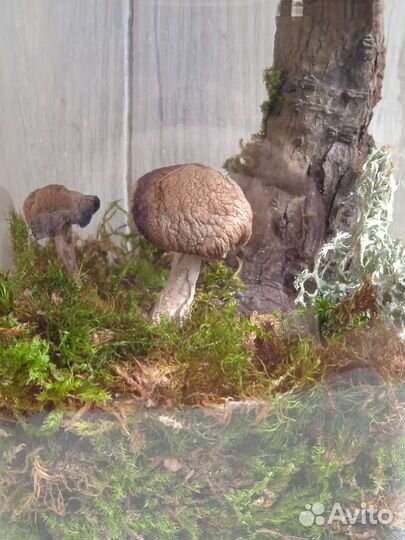 Декоративная банка