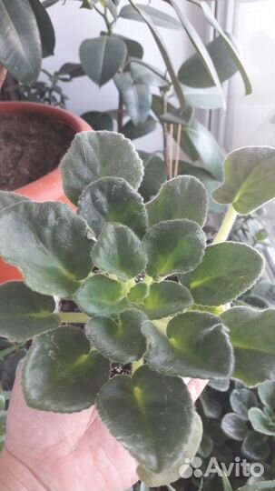 Фиалка Солнечный-2