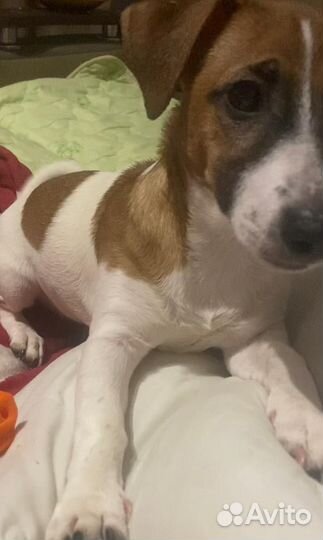 Джек Рассел терьер девочка