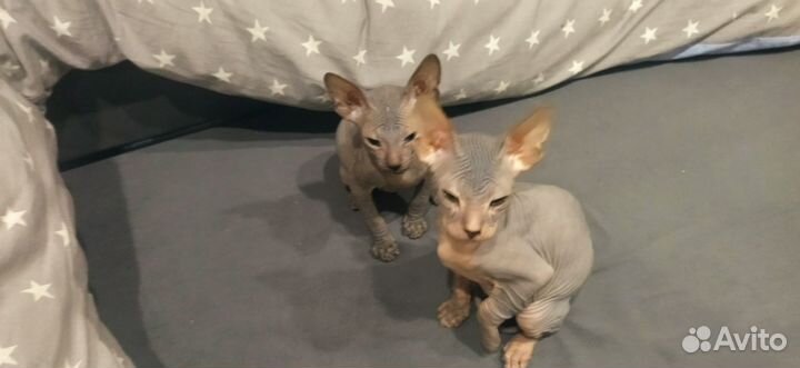 Донской сфинкс