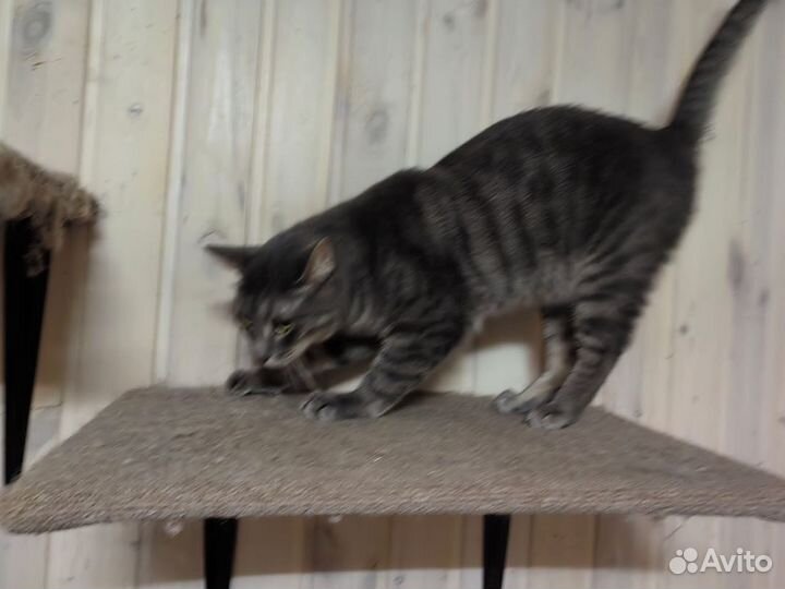 Умерла женщина. Кота выкинули на улицу родственник