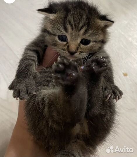 Британские котята